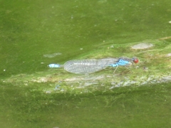 Erythromma viridulum