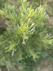 Baccharis linearis