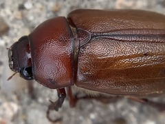 Phyllophaga