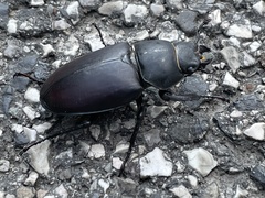 Lucanus cervus