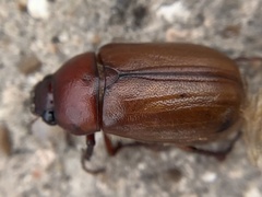 Phyllophaga