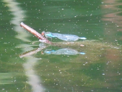 Erythromma viridulum