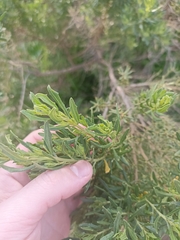 Baccharis linearis