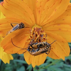 Chauliognathus pensylvanicus