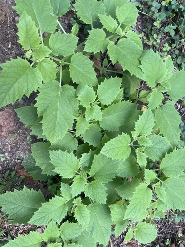 Common Groundcherry