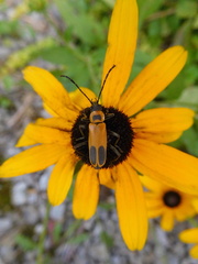 Chauliognathus pensylvanicus