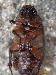 Phyllophaga