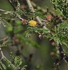 Vachellia caven
