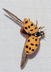 Harmonia axyridis