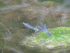 Erythromma viridulum