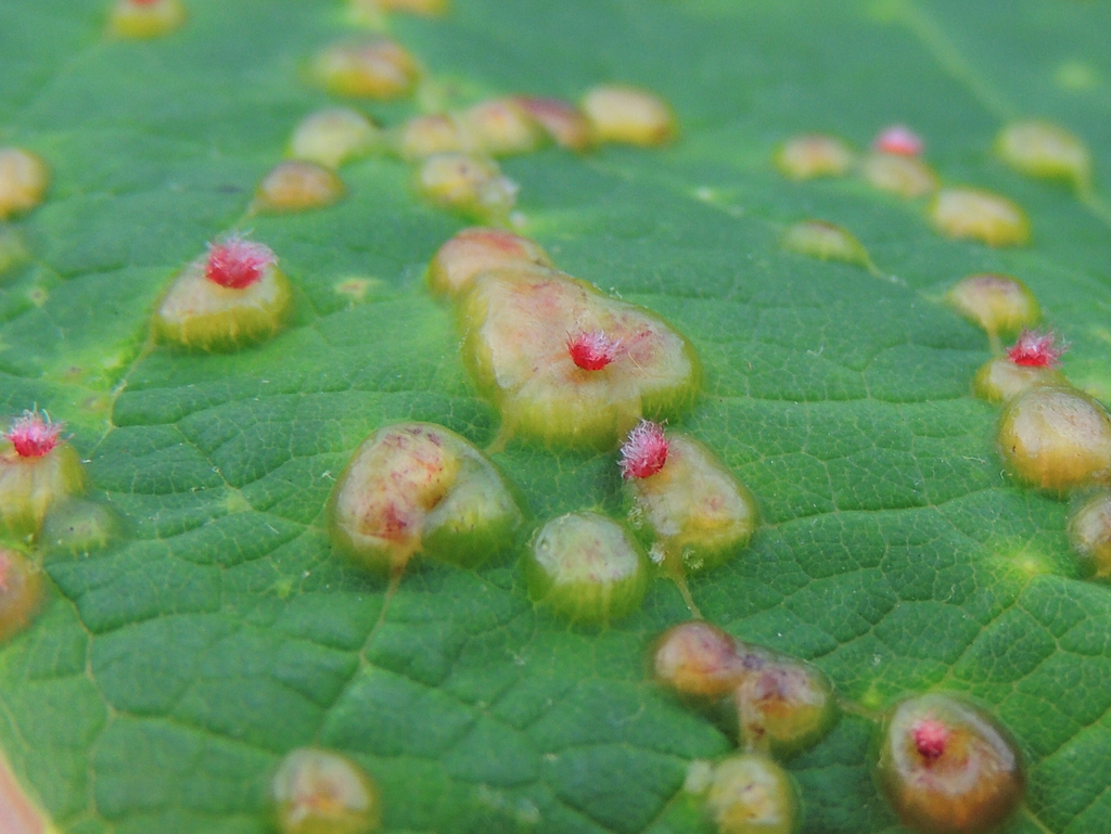 Grape Midge Galls