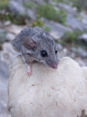 Peromyscus