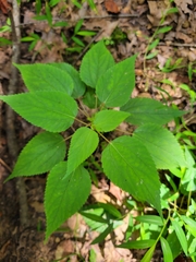 Boehmeria cylindrica