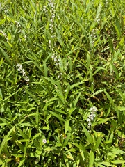 Persicaria hydropiperoides