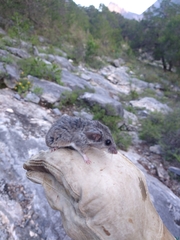 Peromyscus