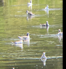 Phalaropus tricolor