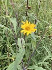 Helianthus grosseserratus