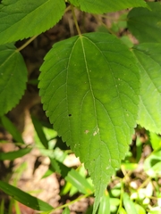 Boehmeria cylindrica