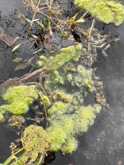 Plantae