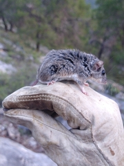 Peromyscus