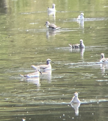 Phalaropus tricolor