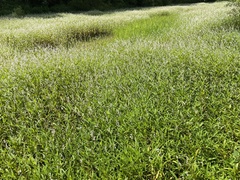 Persicaria hydropiperoides