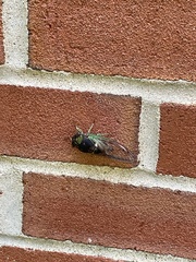 Cicadoidea