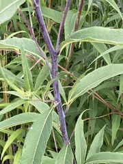 Helianthus grosseserratus