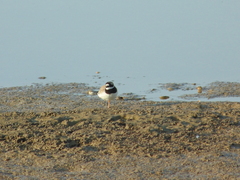 Charadrius hiaticula