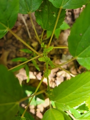 Boehmeria cylindrica