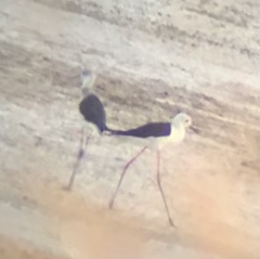 Himantopus himantopus