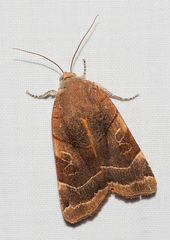 Noctua fimbriata
