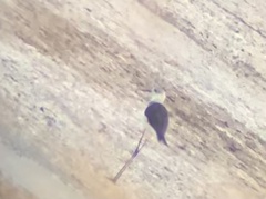 Himantopus himantopus