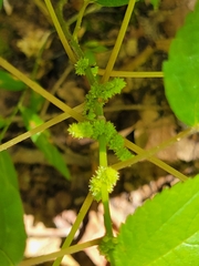 Boehmeria cylindrica