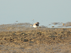 Charadrius hiaticula