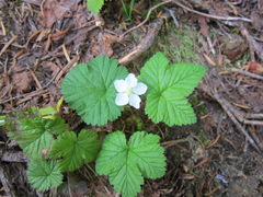 Rubus lasiococcus