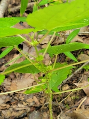 Boehmeria cylindrica