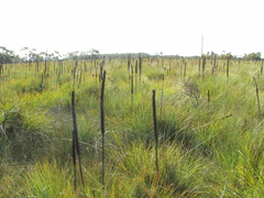 Xanthorrhoea fulva