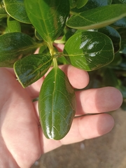 Coprosma repens
