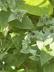 Bicyrtes quadrifasciatus