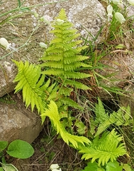 Dryopteris filix-mas