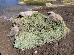 Werneria dactylophylla