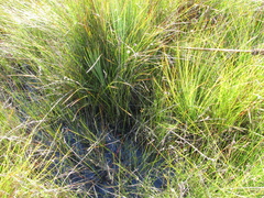 Xanthorrhoea fulva