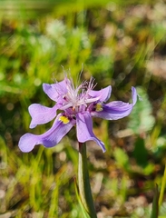 Moraea lugubris