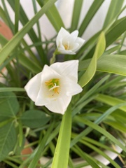Zephyranthes candida