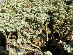 Werneria dactylophylla