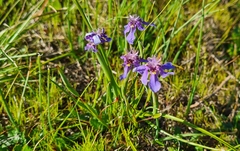 Moraea lugubris