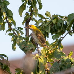 Oriolus oriolus