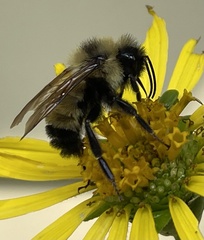 Bombus citrinus