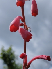 Polianthes zapopanensis